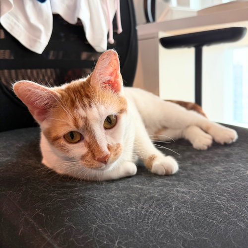 Banjo, Domestic Short Hair