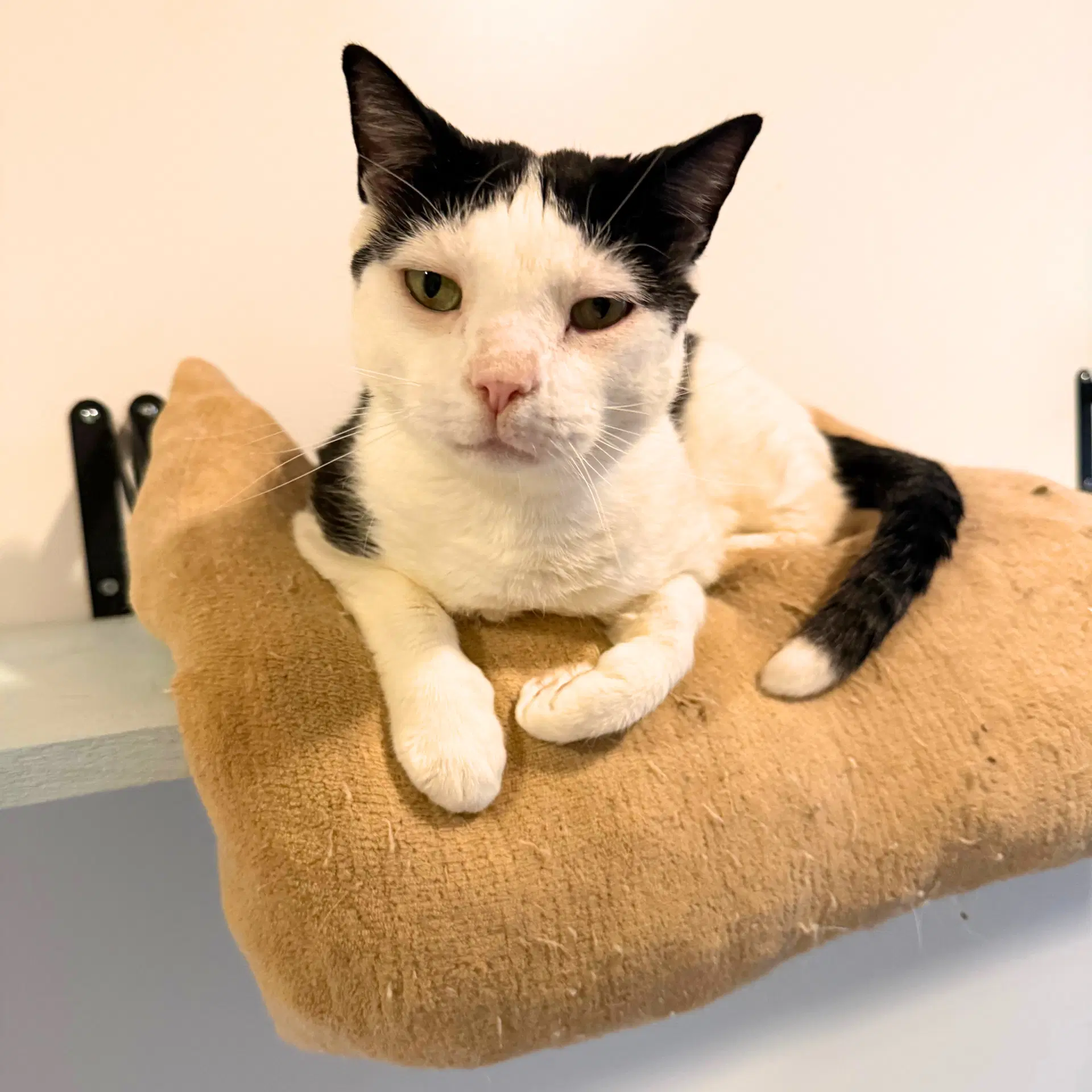 Backwards Oreo - Domestic Short Hair
