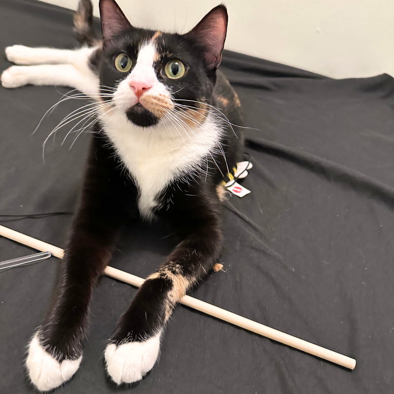 Chips, an adult female cat up for adoption