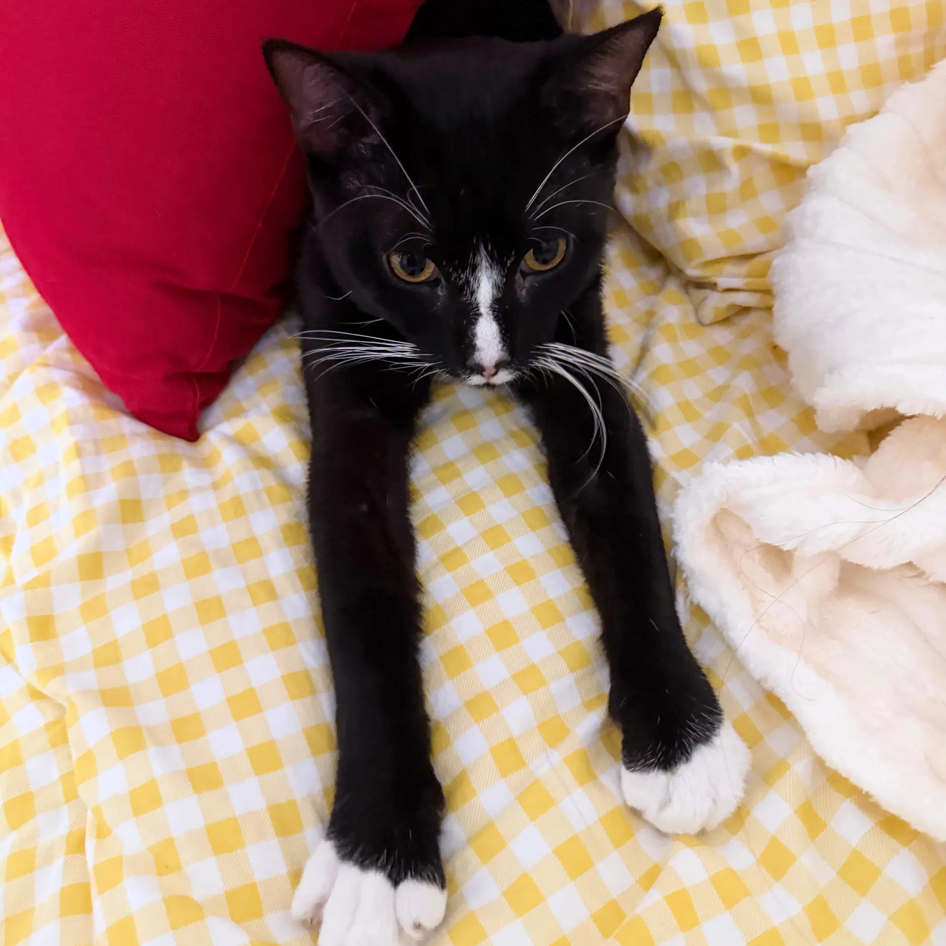 Moniker - Domestic Short Hair