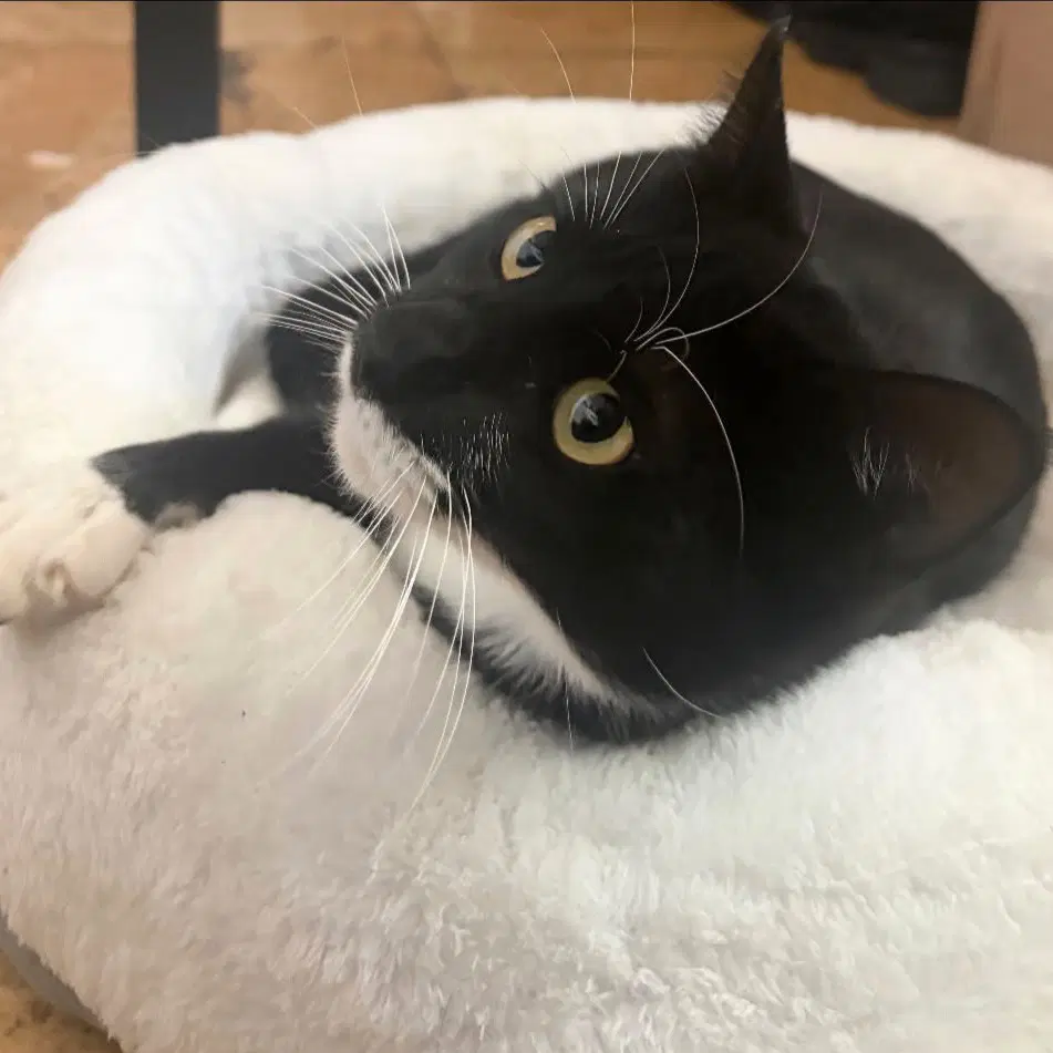 Misky - Domestic Short Hair