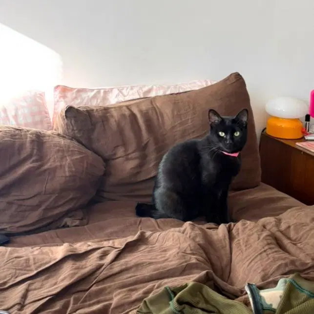 Machi Koro - Domestic Short Hair