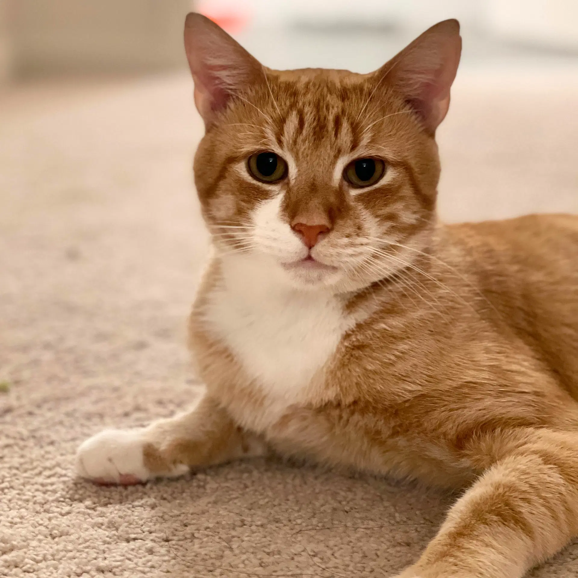 Sid - Domestic Short Hair