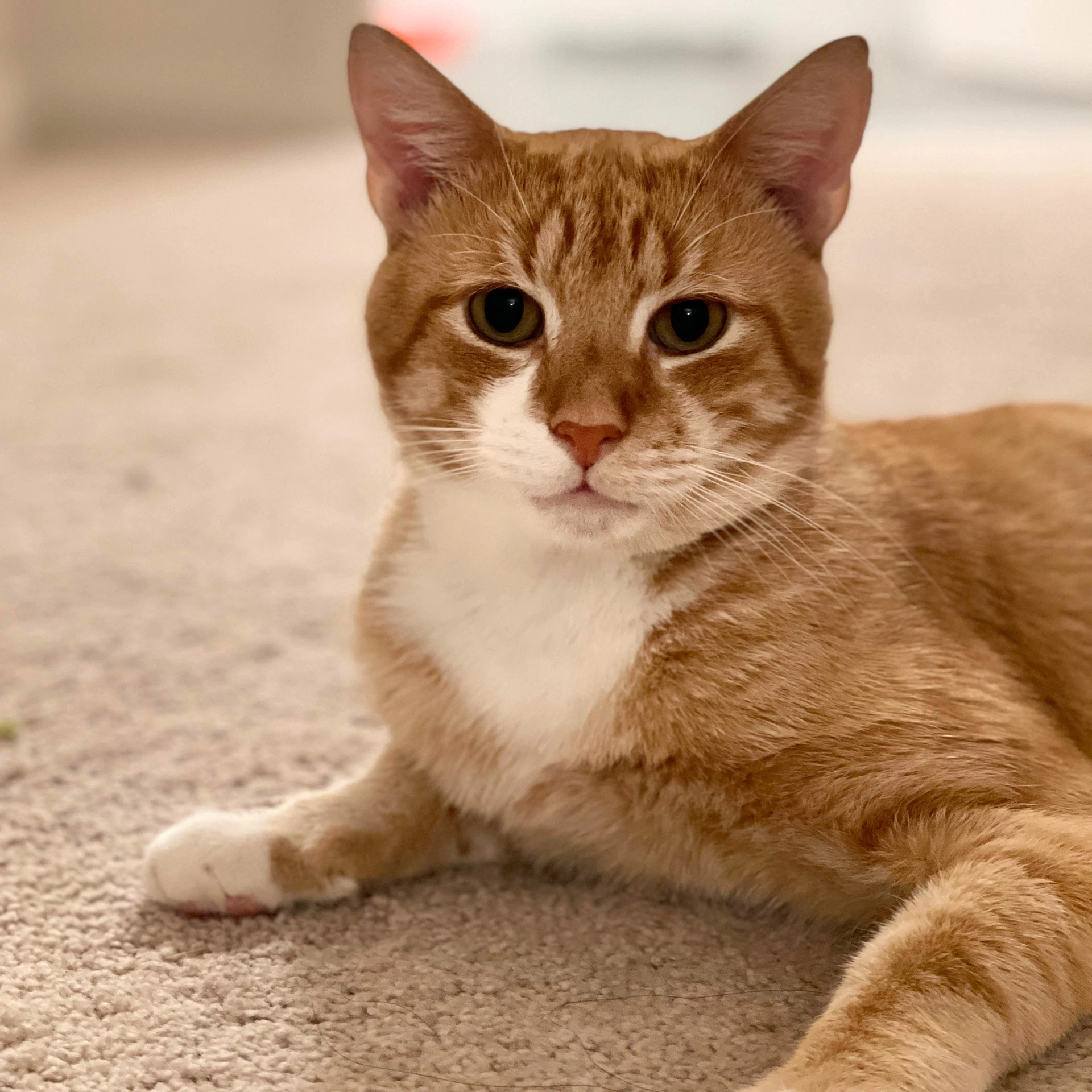 Sid