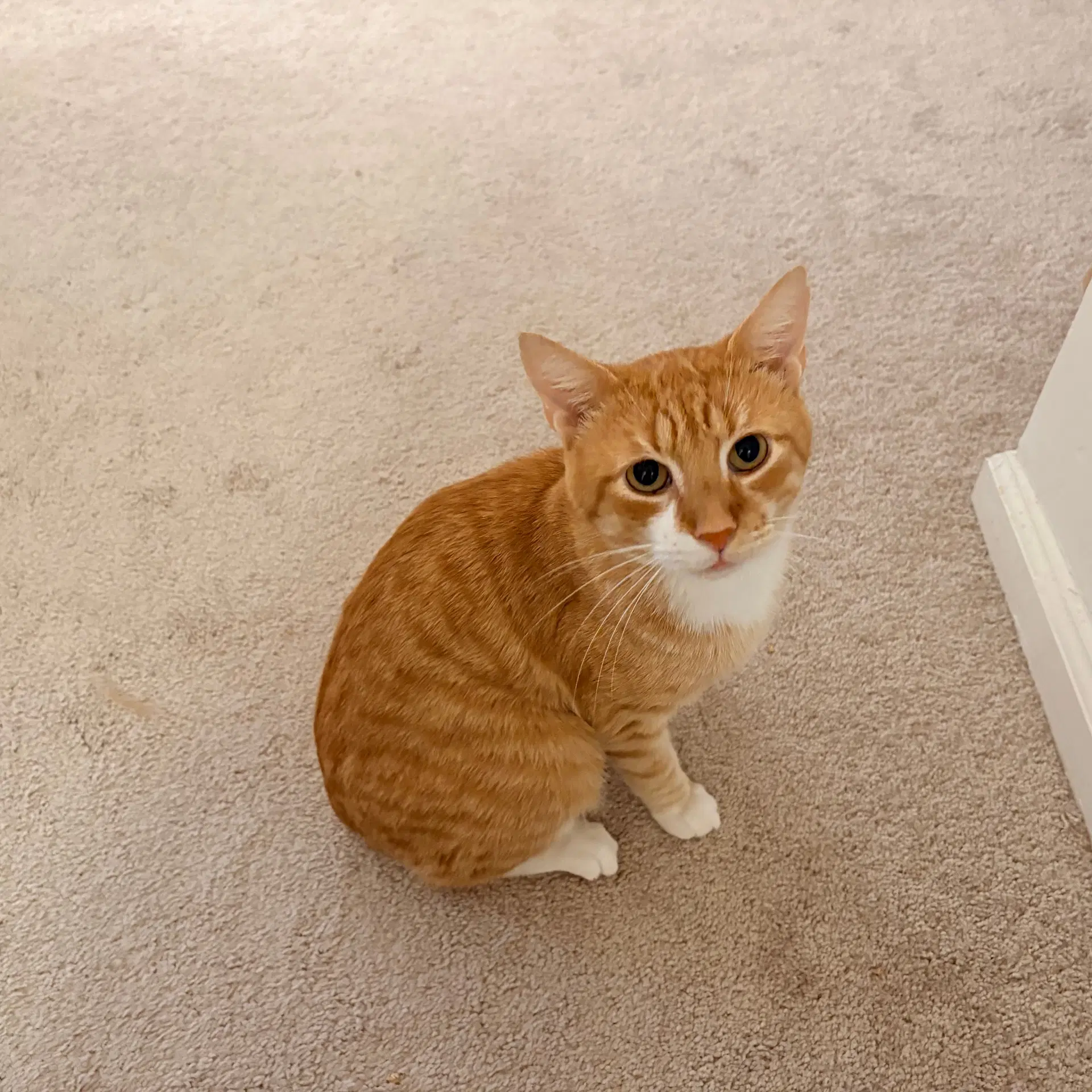 Sid image 3