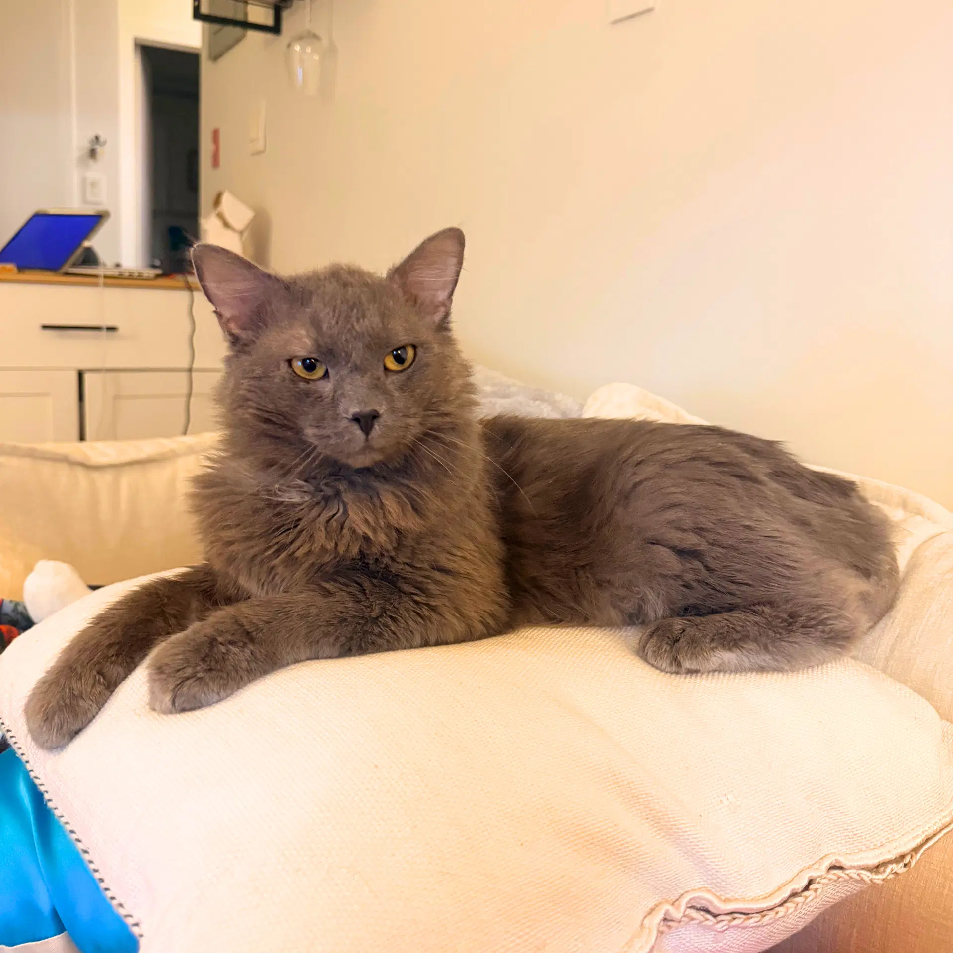 Shaggy - Domestic Medium Hair