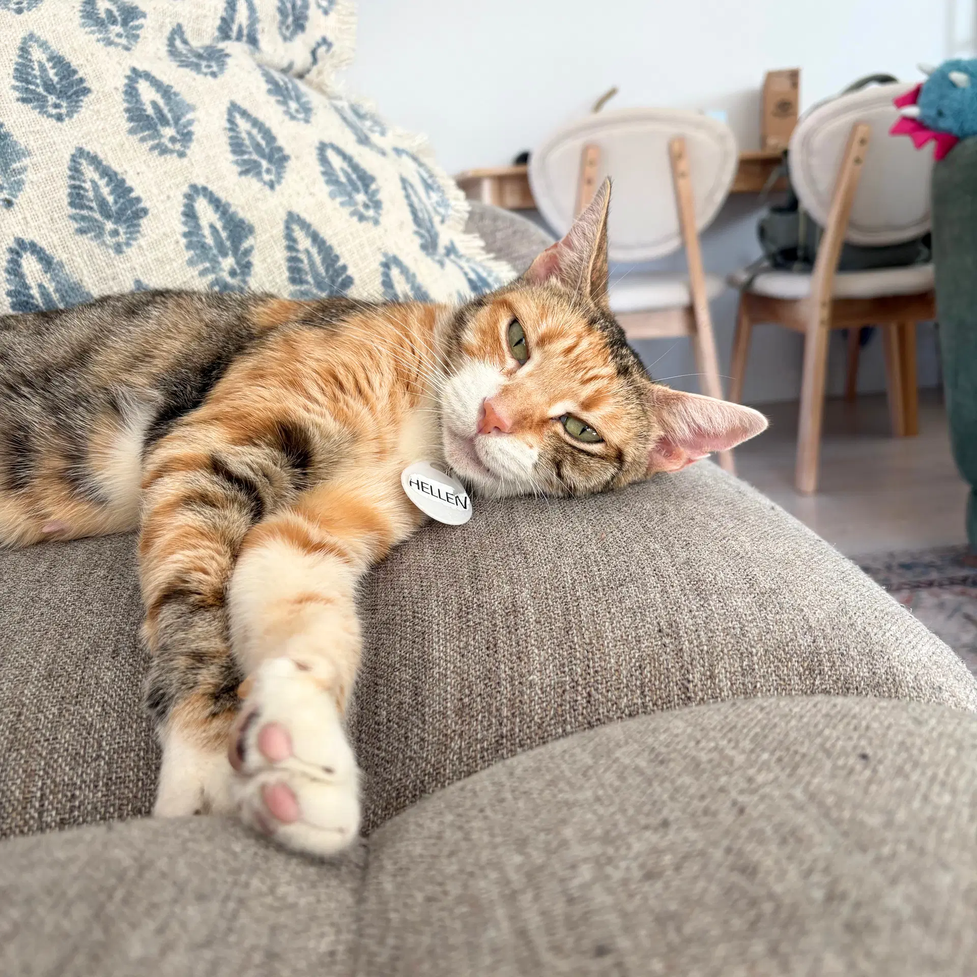 Mama Hellen - Domestic Short Hair
