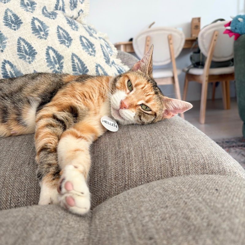 Mama Hellen, an adult female cat up for adoption