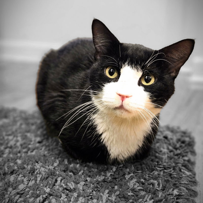 Tito Too, an adult male cat up for adoption