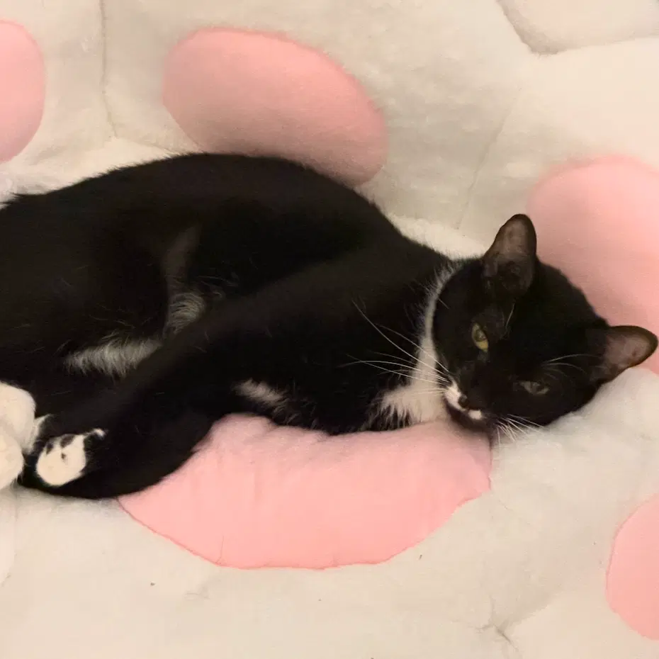 Move Out - Domestic Short Hair