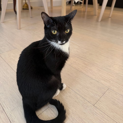 Move Out, Domestic Short Hair
