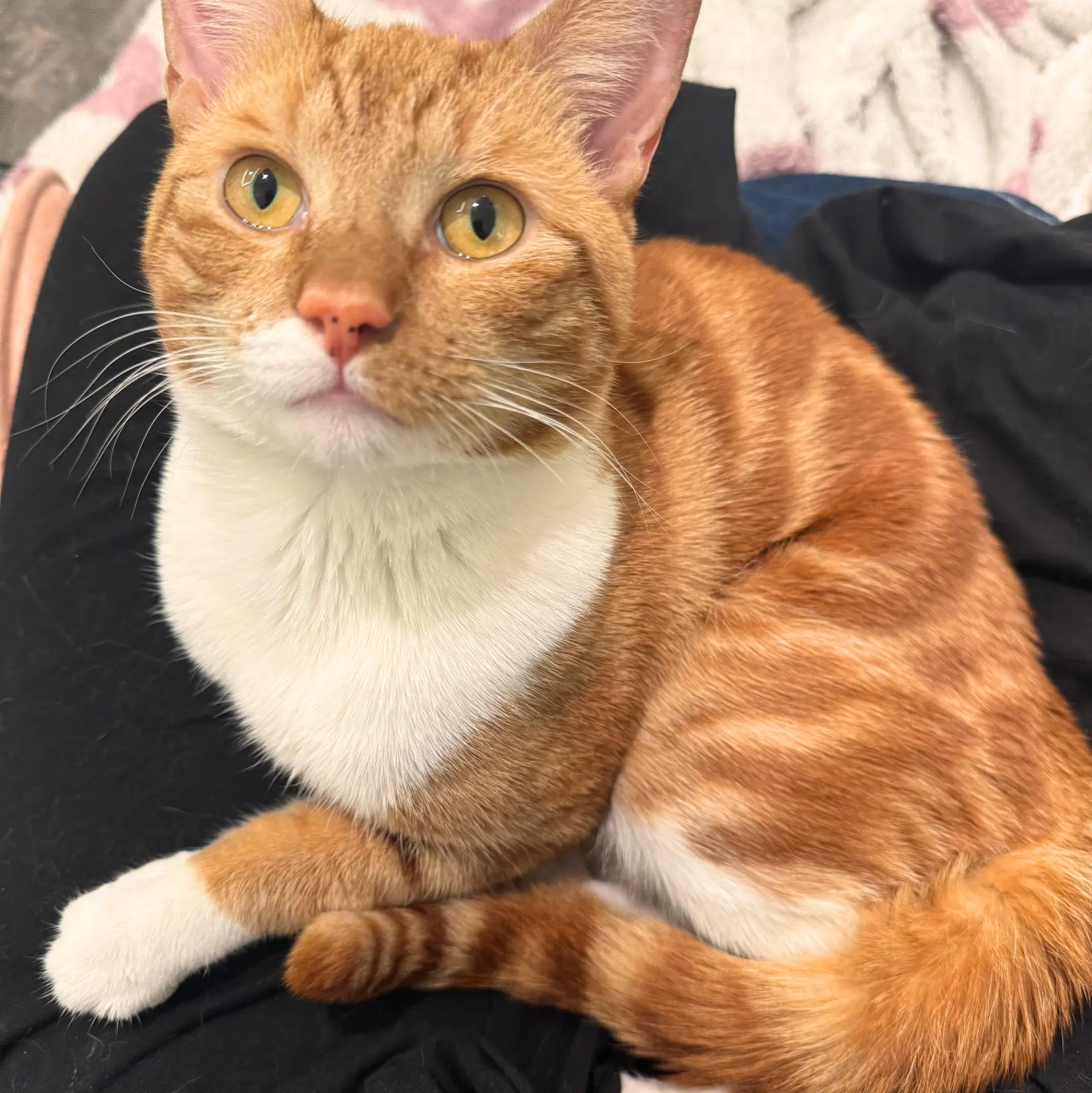 Joe Dirt - Domestic Short Hair