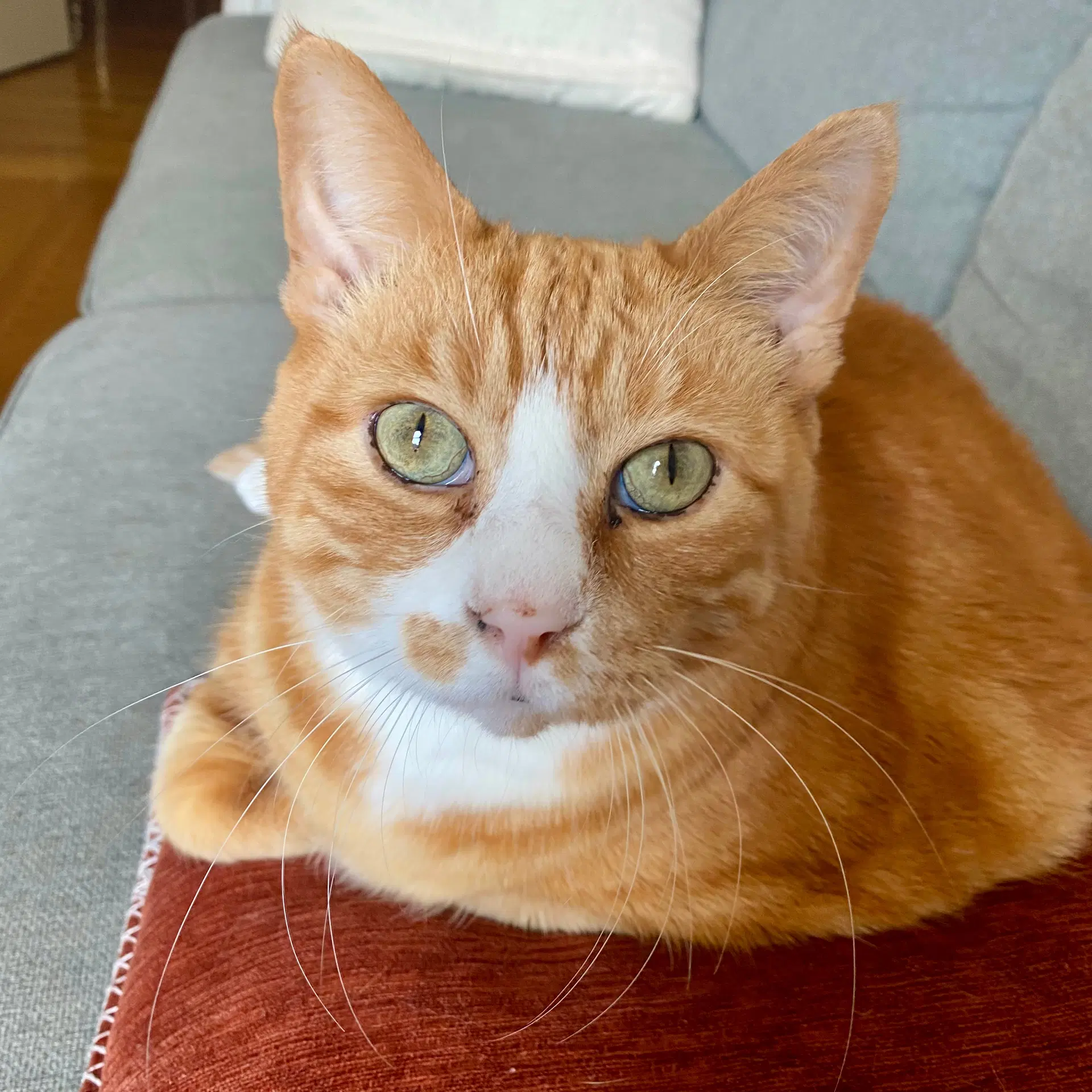 Hubby - Domestic Short Hair