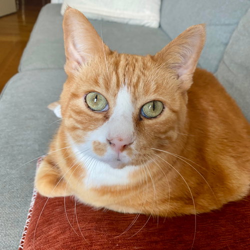 Hubby, Domestic Short Hair