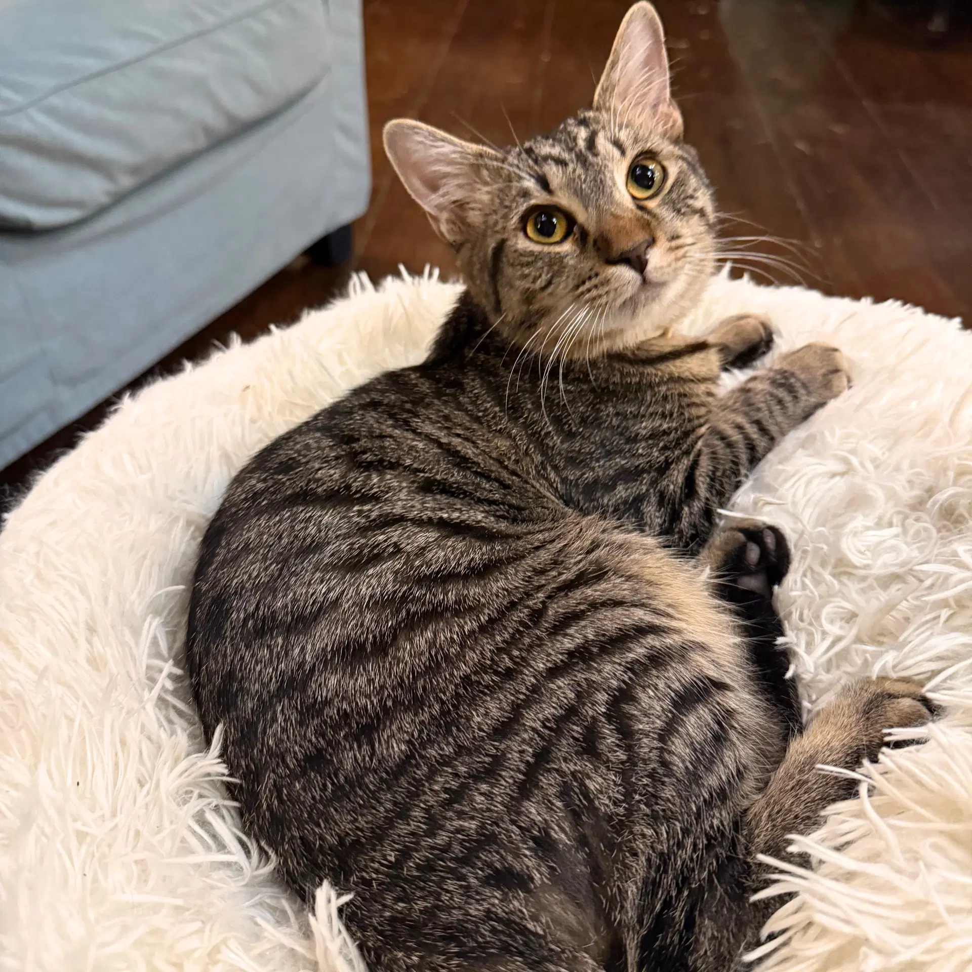 Pepper - Domestic Short Hair