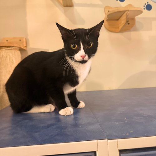 Mandible, Domestic Short Hair