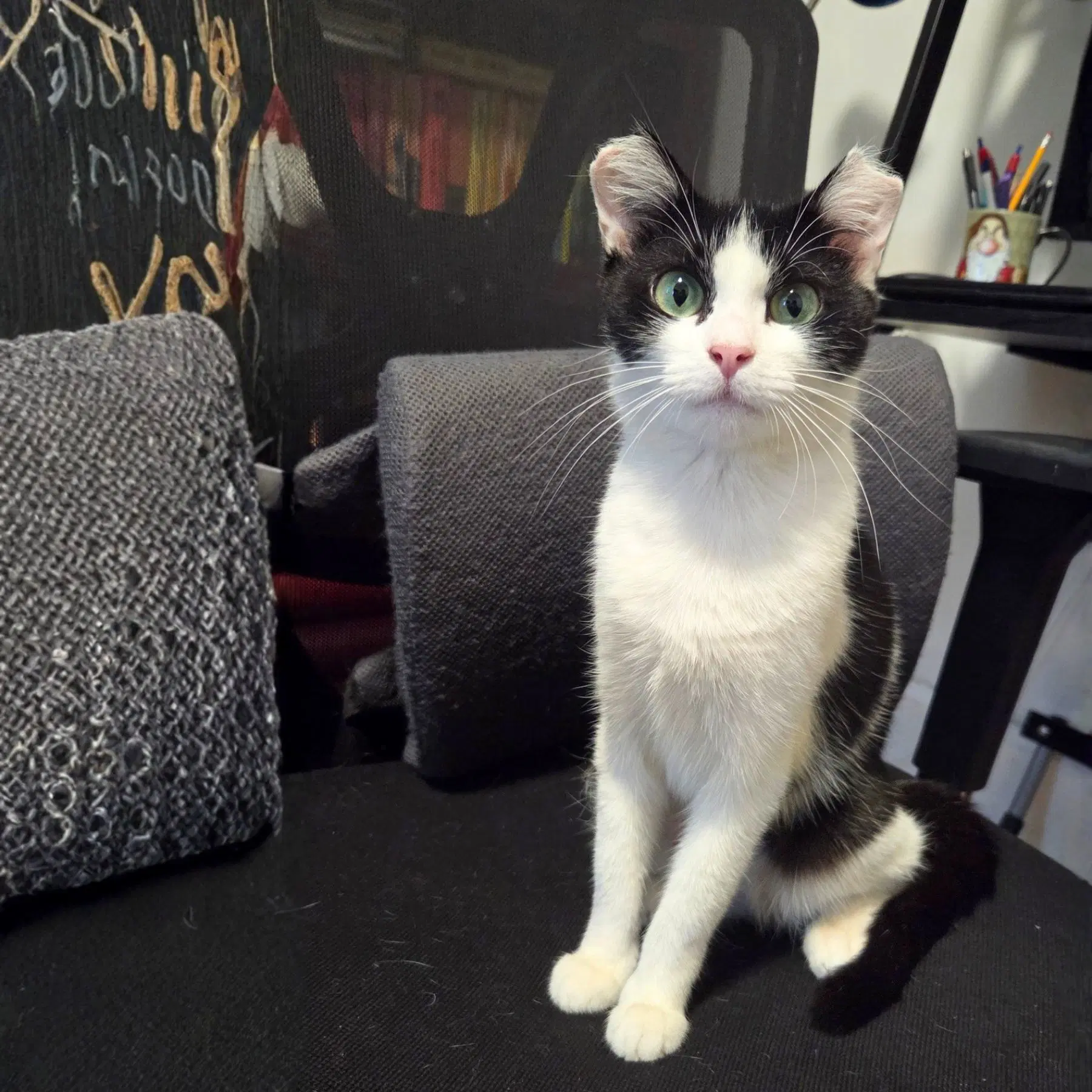 Double Dutch - Domestic Short Hair