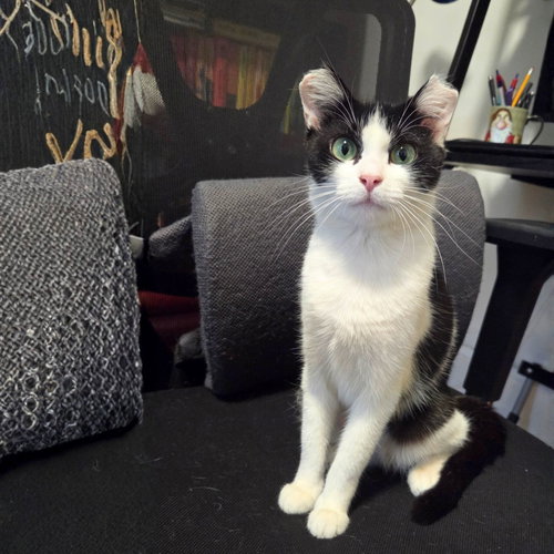 Double Dutch, Domestic Short Hair