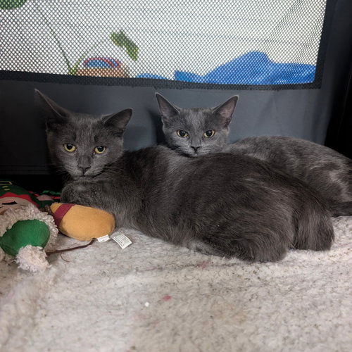 Cinder & Ash, Domestic Short Hair