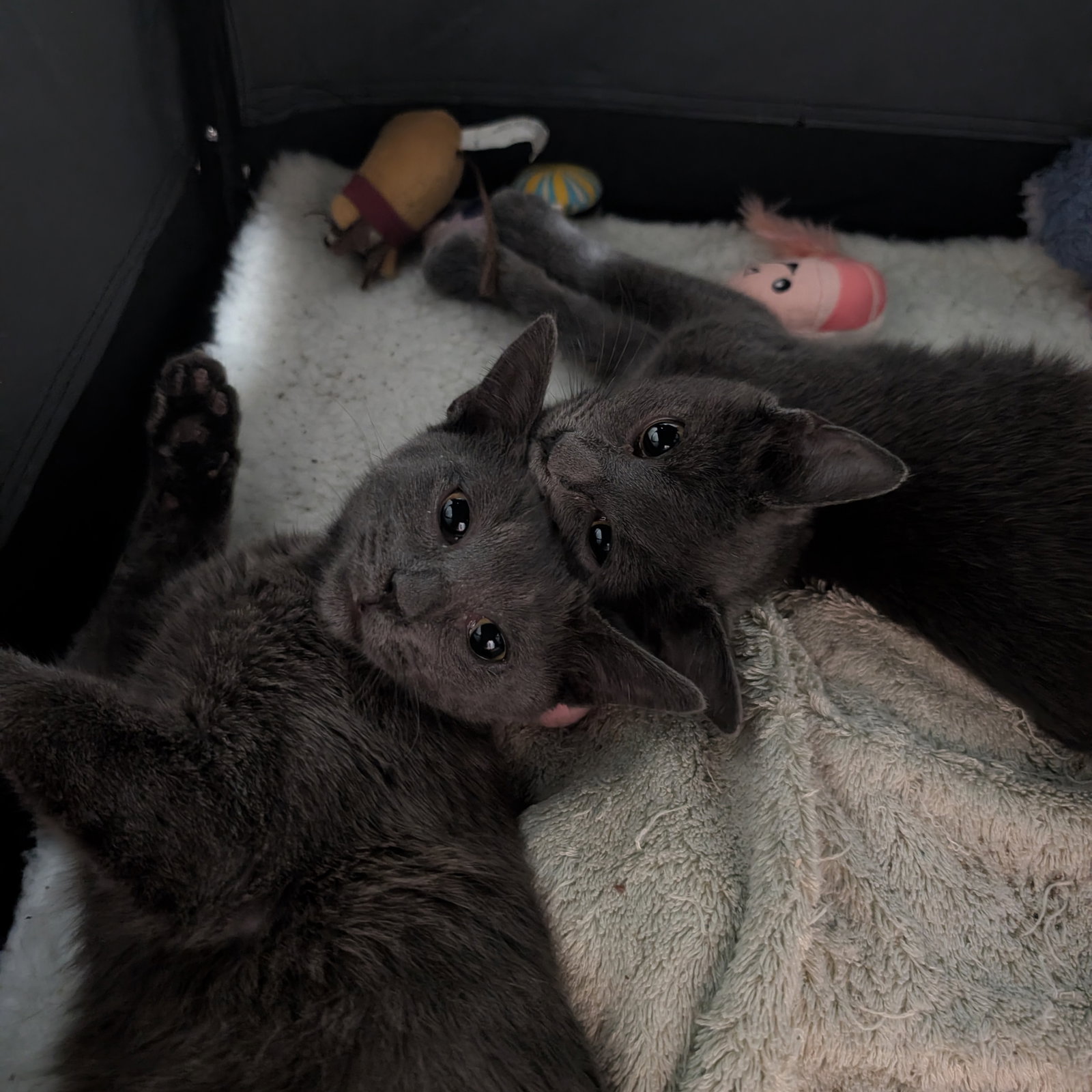 Cinder & Ash, photo 6