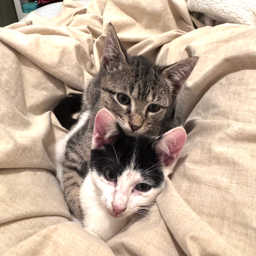 Cannoli & Studio, Domestic Short Hair