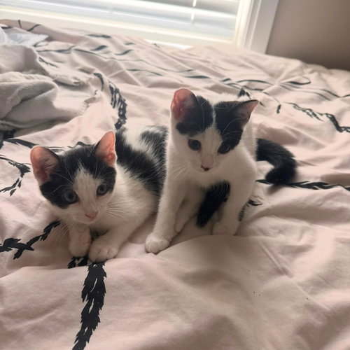 Affogato & Bomboloni, Domestic Short Hair