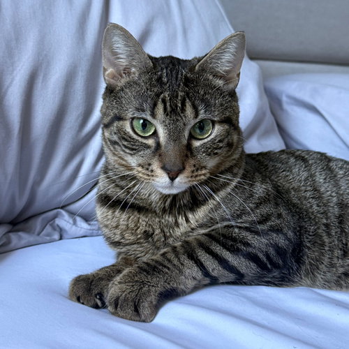 Venom, Domestic Short Hair