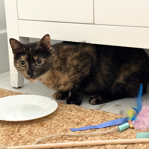 Pagoda, Domestic Short Hair