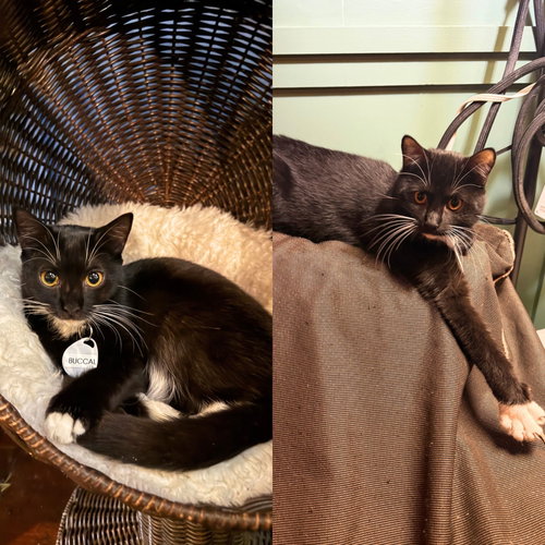 Buccal & Maxilla, Domestic Short Hair