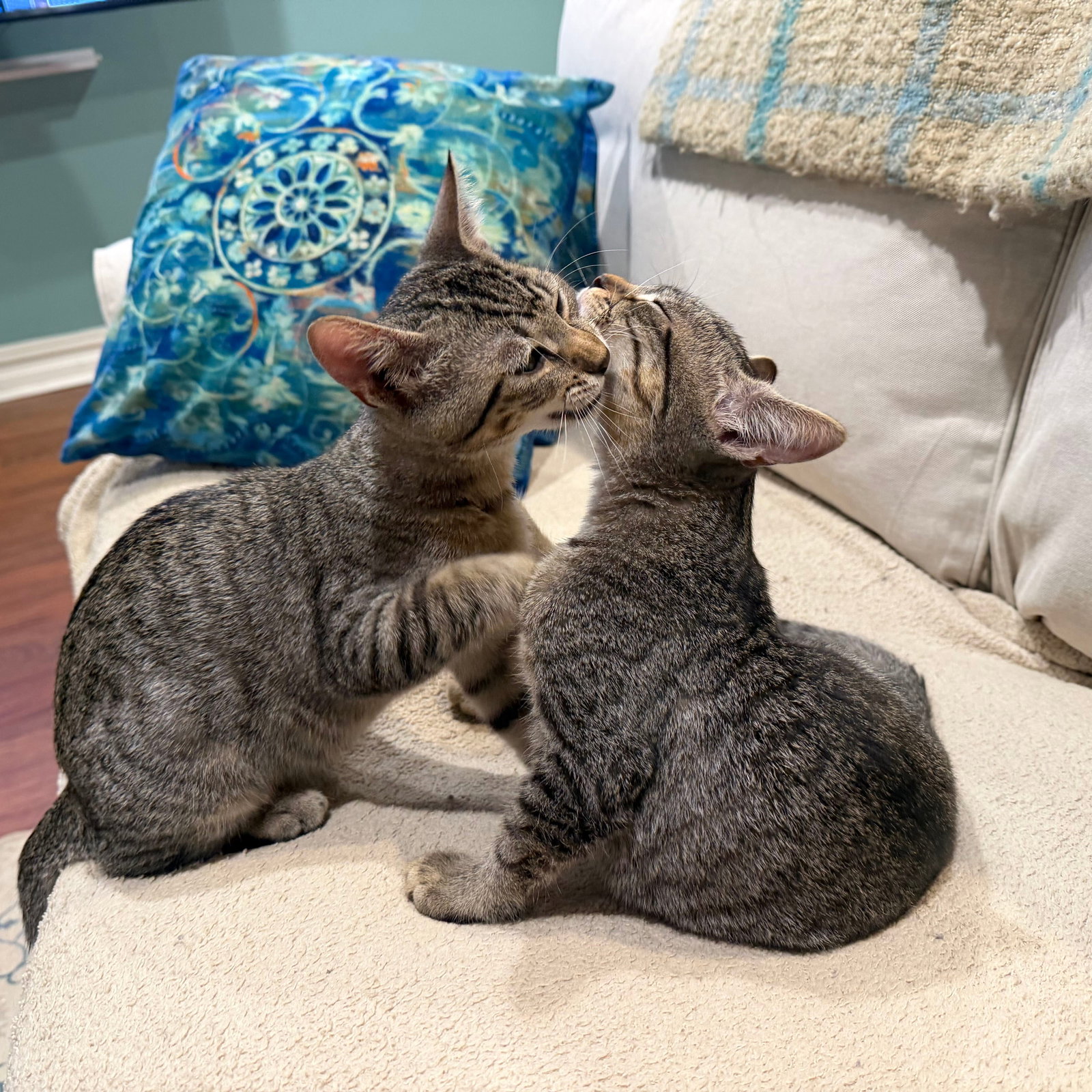 Entrechat & Lenore, photo 4