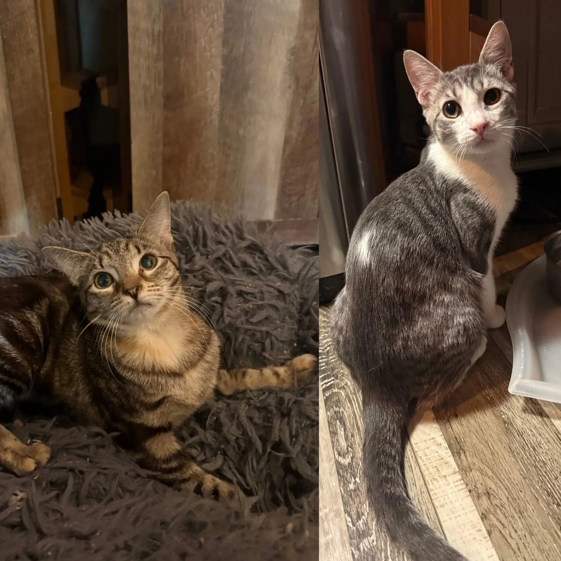 Jellybean  Shattuck - Domestic Short Hair