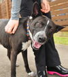 adoptable Dog in Spring, TX named Clyde