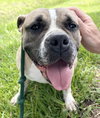 Junebug - Photo 6
