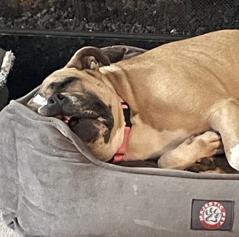 picture of the dog needing adoption