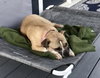 Junebug - Photo 5