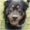 adoptable Dog in houston, TX named Apollo