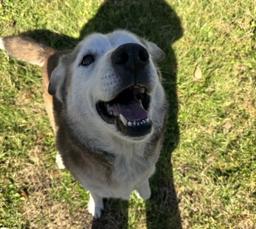 picture of the dog needing adoption