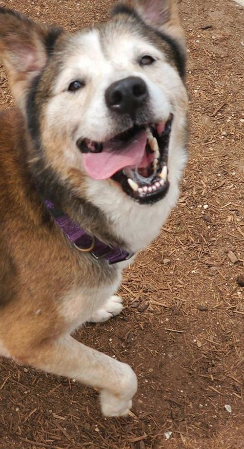 Patch, photo 15