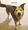 Patch - Photo 16