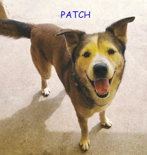 Patch, photo 16
