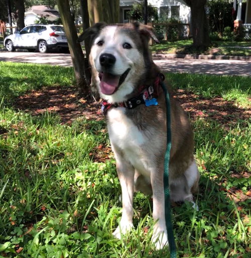 Patch, photo 13