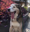 Patch - Photo 14