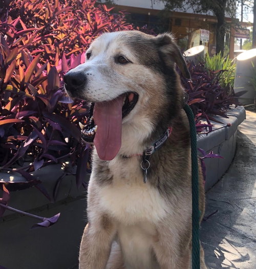 Patch, photo 14