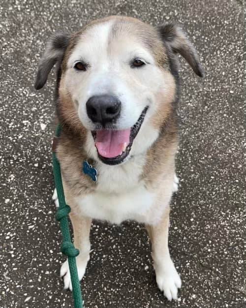 adoptable Dog in Humble, TX named Patch