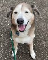 adoptable Dog in humble, tx, TX named Patch