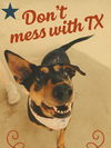 adoptable Dog in Spring, TX named Madeline