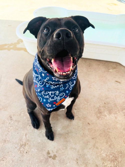 picture of the dog needing adoption