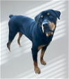 adoptable Dog in houston, TX named Kasper