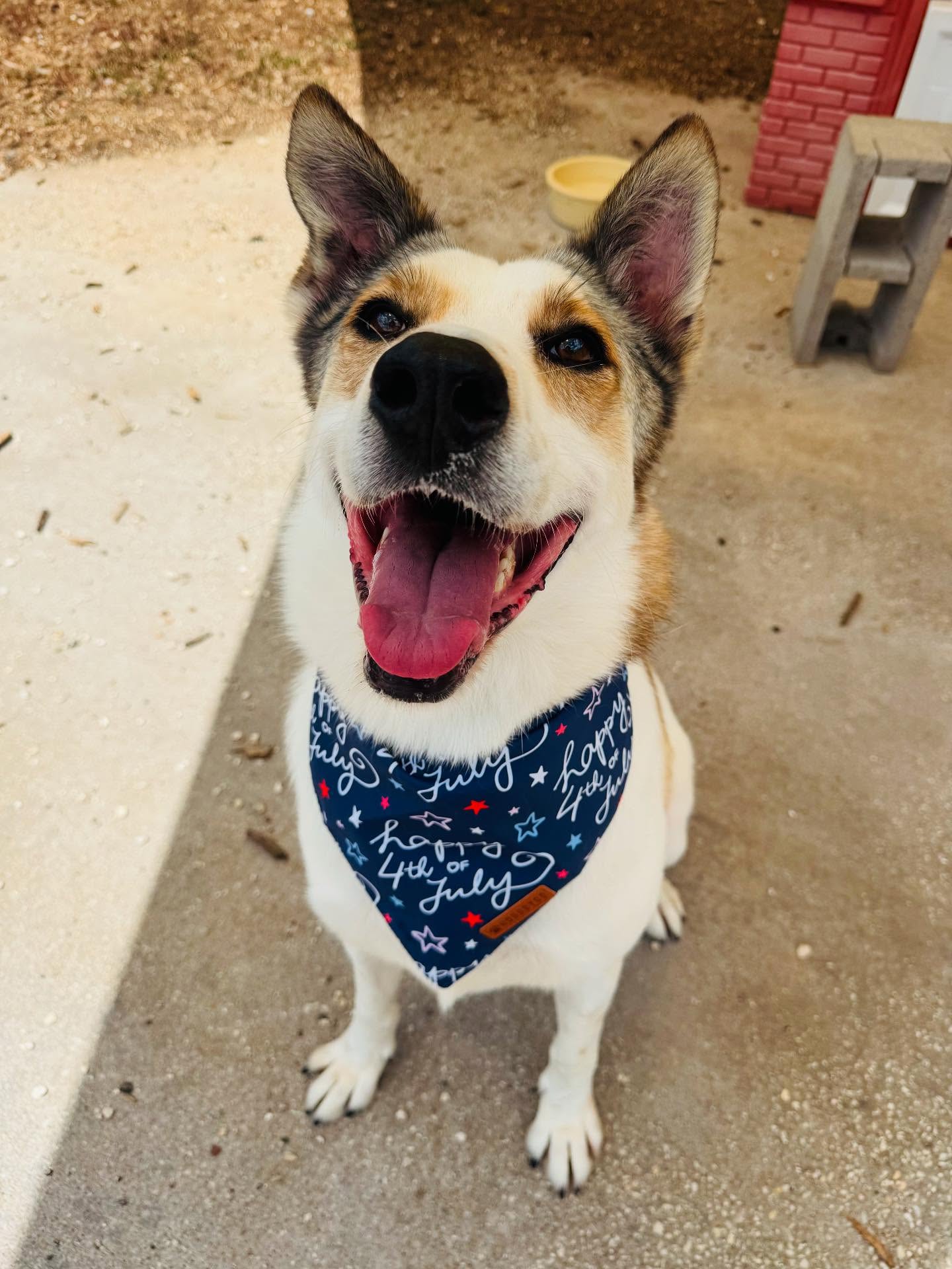 adoptable Dog in Spring, TX named Jasper