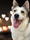 adoptable Dog in houston, TX named Jasper